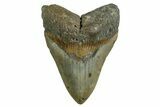 Fossil Megalodon Tooth - North Carolina #371303-1